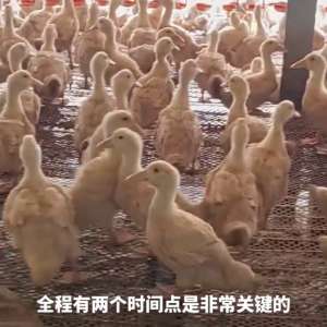 肉鸭合同养殖(养鸭25天以后这样做，鸭子不生病，利润高，料比低#养鸭)