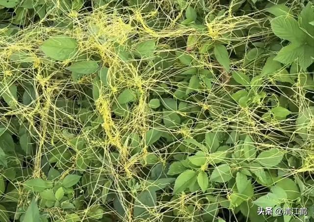 “缠缠绵绵”的菟丝子，让人憎恨的寄生植物，善利用其实是个宝