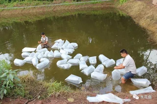 水花育苗系统流程及饲养实用方法