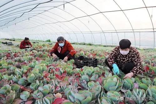 大棚能种植灵芝、野菜吗？有什么农作物比较适合大棚种植？