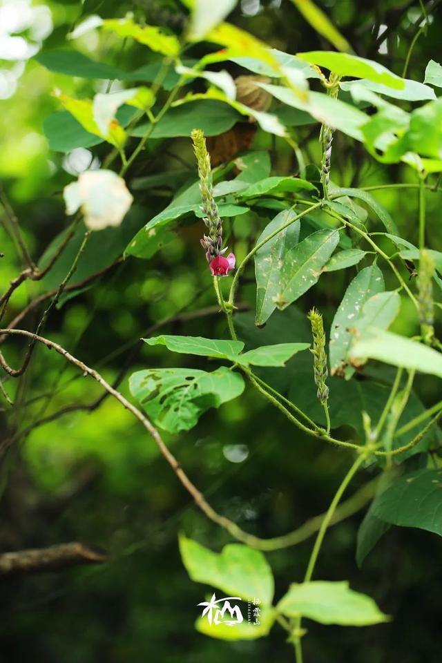 【栖霞山·植物百科】葛：花开不并百花丛，独立疏篱趣未穷