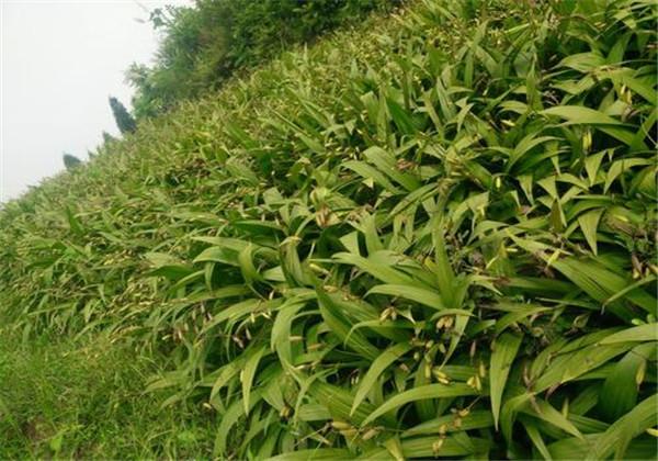 稀缺的名贵药材白芨，种植培育方法快拿小本子记下来