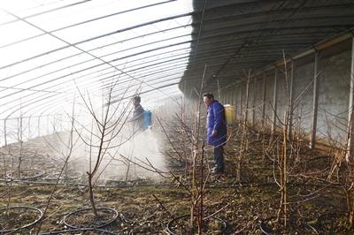 怎样管理大棚油桃？6项措施管理到位，果多个大口味佳效益好