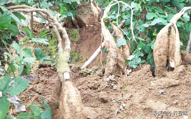 这种植物山里随处可见，如今卖80元1斤，掌握种植规范，产量高