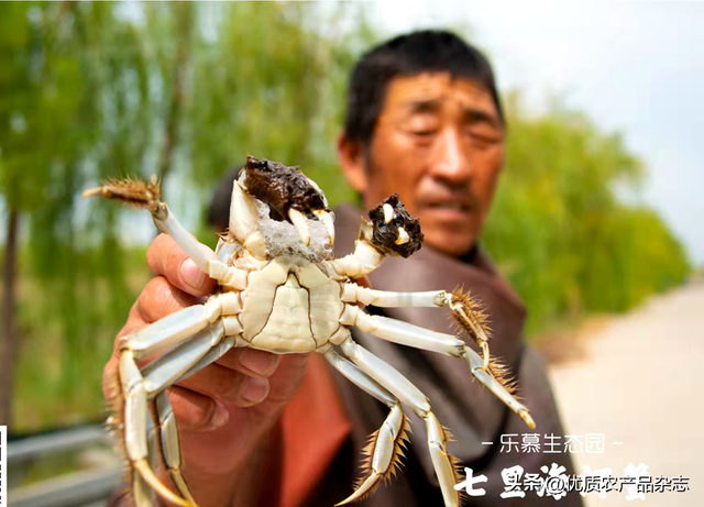 “蟹天蟹地”蟹来了：七里海河蟹“爬上”全国餐桌