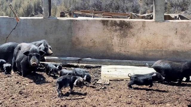 农村散养的藏香猪虽然打架豪横，可就是卖不出去，今年养猪业难啊