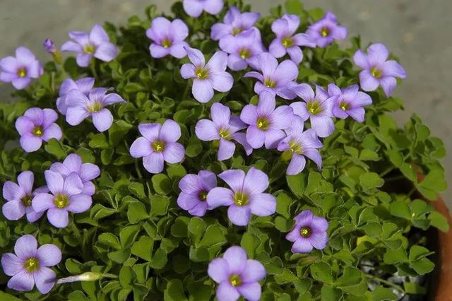 酢浆草种球长小芽，赶紧种，否则变“豆芽菜”，这植物太好繁殖了