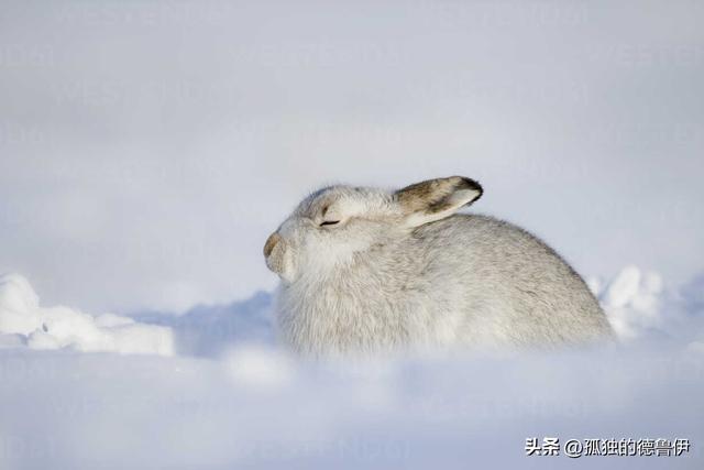 雪兔的神秘世界：在冰雪覆盖的高山中探寻生命奇迹