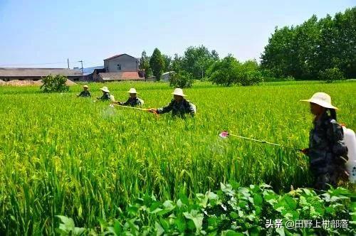 宜昌鸦鹊岭镇：鹊鸟报喜，千言万语还是最爱你