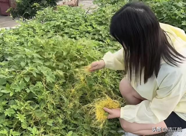 “缠缠绵绵”的菟丝子，让人憎恨的寄生植物，善利用其实是个宝