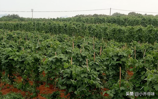 这种植物山里随处可见，如今卖80元1斤，掌握种植规范，产量高