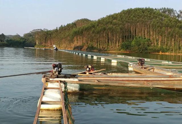 创业在水库，讲述水产养殖经历