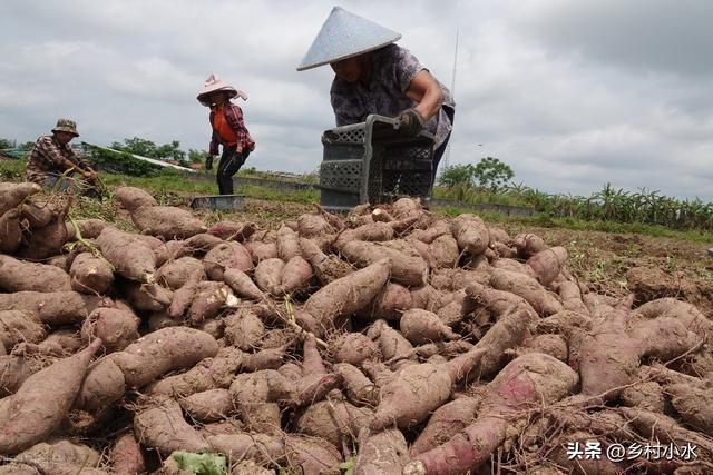 红薯如何栽培？老农教你“倒插苗”技术，薯块个大、产量高