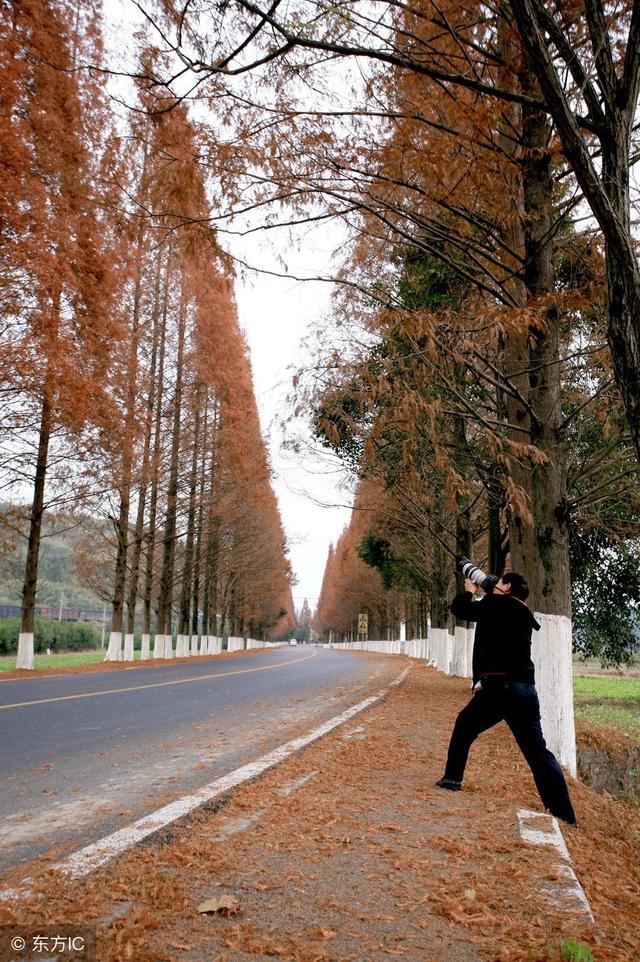 农村闲置土地的福音——种植金叶水杉让你迅速致富