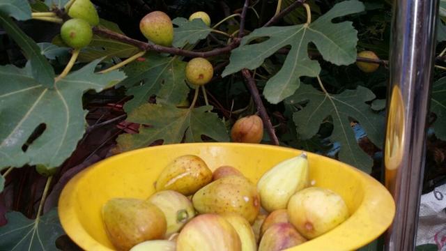 阳台种盆栽无花果，1个旧桶就行，枝叶茂盛，果大又甜，挂满枝