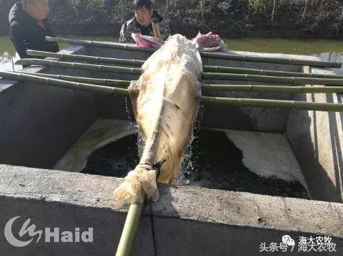 长期水浑，虾蟹混养塘还能顶住么？快速净水，有绝招！