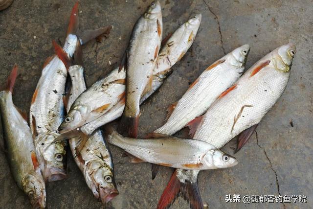 深秋钓翘嘴的鱼饵配方，最佳窝料和钓饵推荐