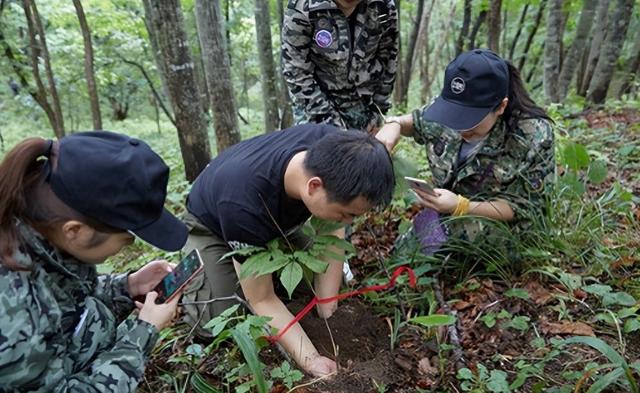 重磅曝光：长白山“守参蛇”真相揭秘！