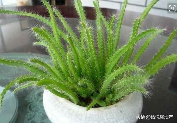 在家种植火龙果苗的方法 火龙果盆栽的养殖方法