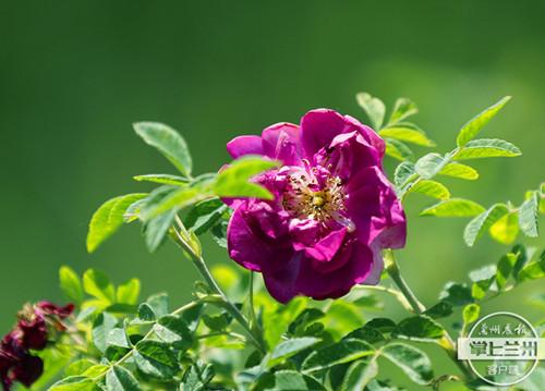 魅力永登丨永登苦水镇：玫瑰花似海 香溢十里