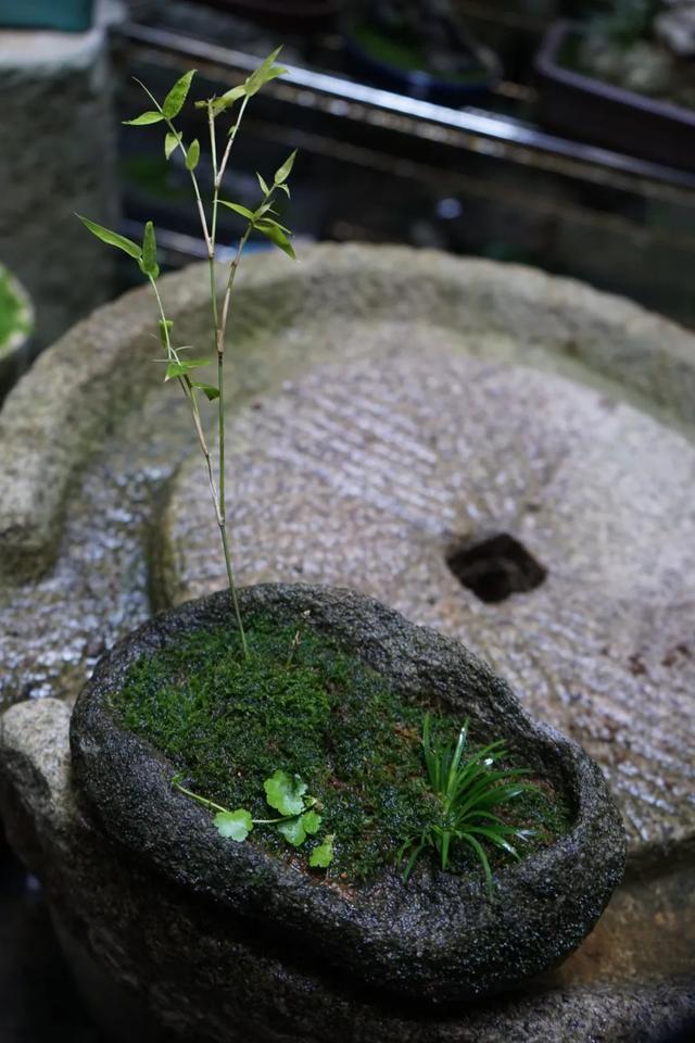 古法植蒲记