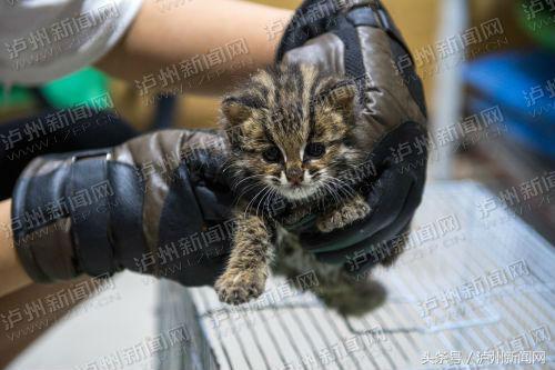 回家路上 泸州叙永村民发现国家二级保护动物豹猫幼崽