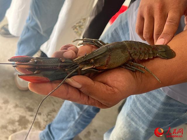 沿着河湖看新疆丨大漠荒滩育“澳龙”——探秘麦盖提澳龙养殖基地