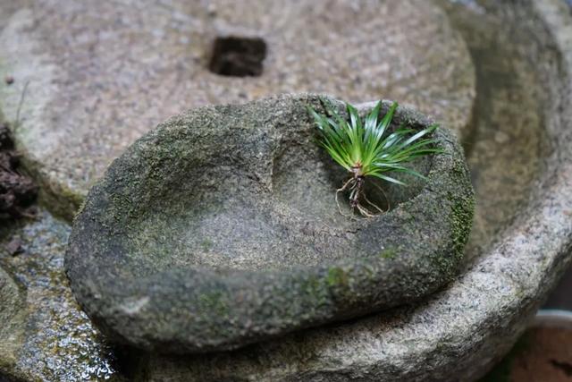 古法植蒲记