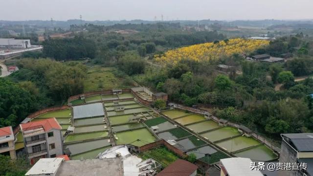 年育苗20多万只，这个村里藏着“金龟”