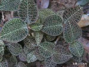 金线莲种植能赚钱吗(金线莲几万元一斤还供不应求，野生的很少见，人工种植利润大)