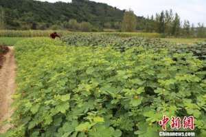 山西那里种植金银花(山西屯留中药种植助村集体经济“破零”)