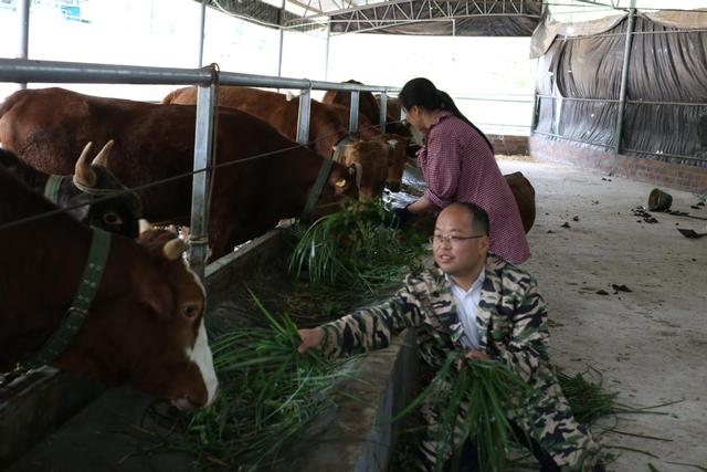 贵州黎平：“牛司令”吴国邦种植百亩巨菌草念好养牛经