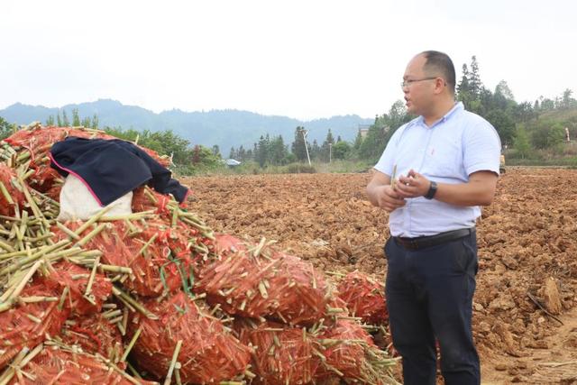 贵州黎平：“牛司令”吴国邦种植百亩巨菌草念好养牛经