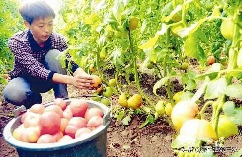 大棚能种植灵芝、野菜吗？有什么农作物比较适合大棚种植？