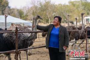 广东最大鸵鸟养殖基地(新疆呼图壁：特色养殖促脱贫)