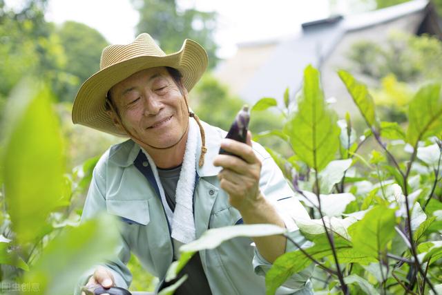 茄子能实现两年生吗？菜农冬前采取一措施，可让一茬茄株挂果两年