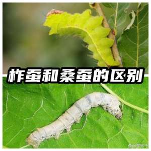 柞树蚕养殖(柞蚕与桑蚕：生物学、生活习性和产业应用的深度对比)