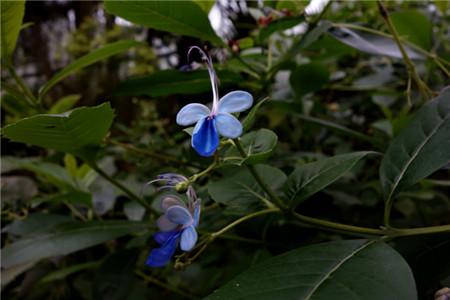 鸢尾属草本植物蓝蝴蝶家庭怎么养呢？