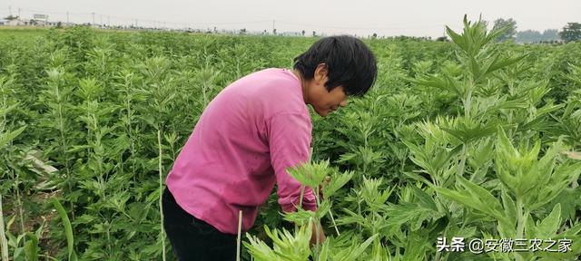 一年收割3季，亩产量3000斤，效益3500元，这样的作物值得种植吗