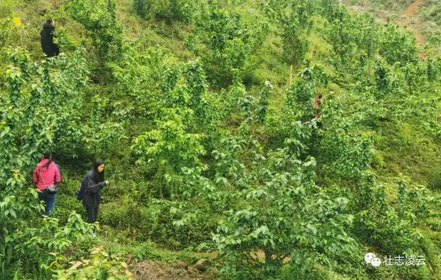 樱桃在凌云玉洪试种成功，为桂西地区首次