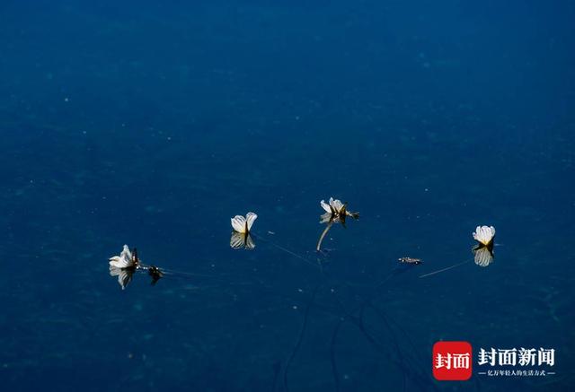 这晶莹剔透的仙气小花 你可能对它有什么误解