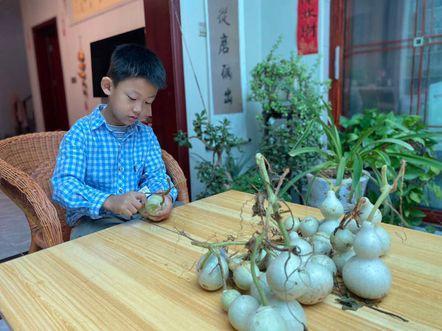 红领巾劳动吧·劳动伴成长｜圆梦！我亲手种出了“宝葫芦”