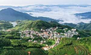 福建厦门蓝莓种植基地(厦门同安：仰望青山是金山)