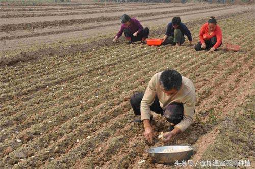 大蒜的种植方法，学会了可以盆栽，也是一种享受