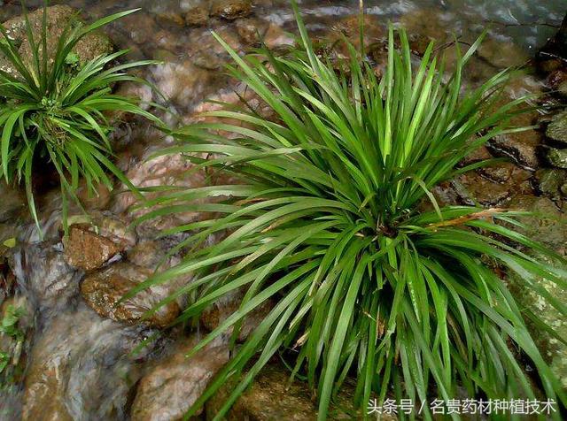 闲行涧底採菖蒲，千岁龙蛇抱石癯，药材黑马石菖蒲人工种植技术