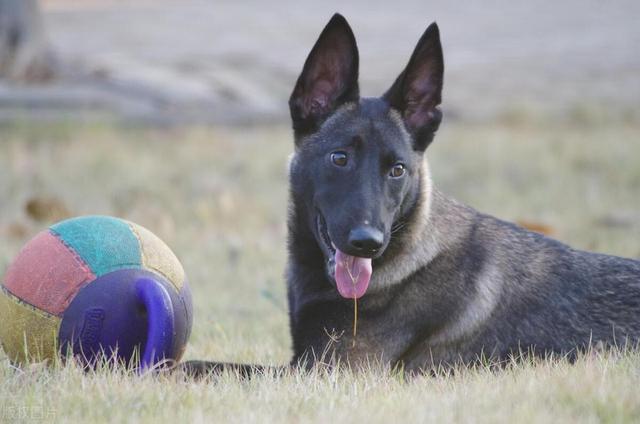 如何搞定一条大马犬，狸花猫有经验，绝对实力面前，要学会不要脸