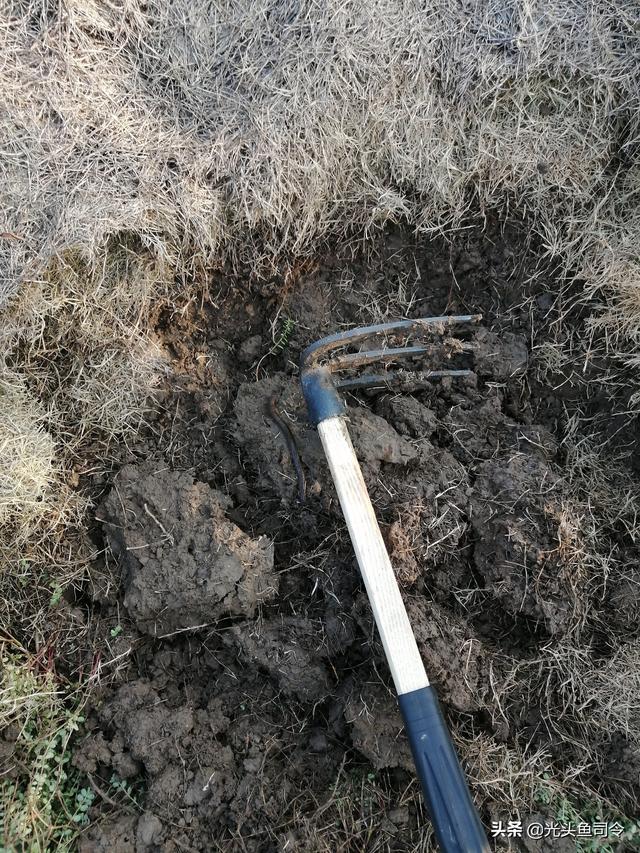 石头缝钓黄鳝最简单的方法，铃铛哗啦啦地响，黄鳝一条接一条