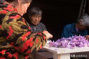 藏红花种植前景(继玛卡白及之后，亩投资3万元的藏红花，神话破灭)