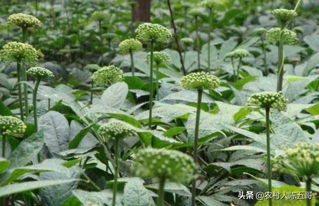 三七用途广泛，种植技术也需掌握，看五哥收集了哪些技术呢