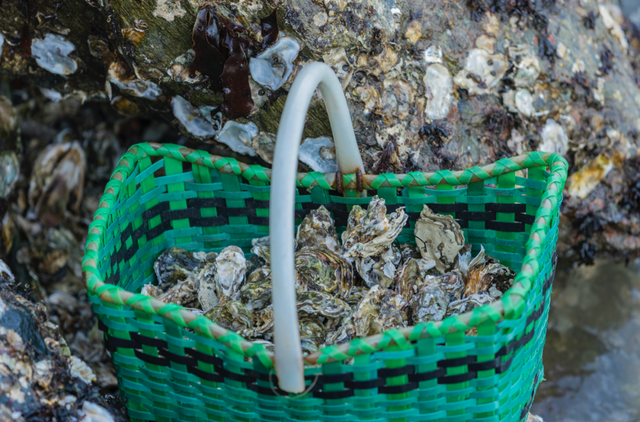 冬天赶海 别样的“海趣”